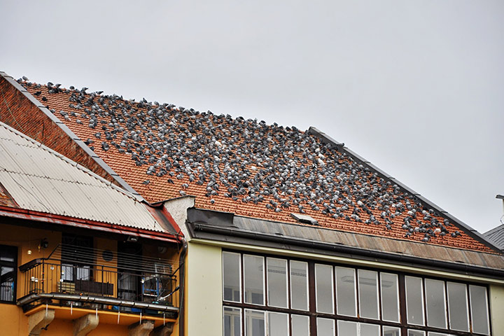 A2B Pest Control are able to install spikes to deter birds from roofs in West Kilburn. 