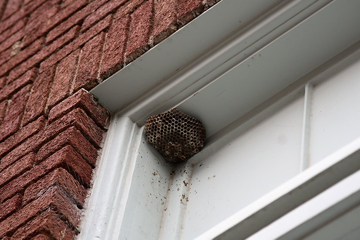 We provide a wasp nest removal service for domestic and commercial properties in West Kilburn.